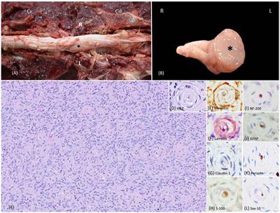 Case report: Intraneural perineurioma in dogs: a case series and brief literature review